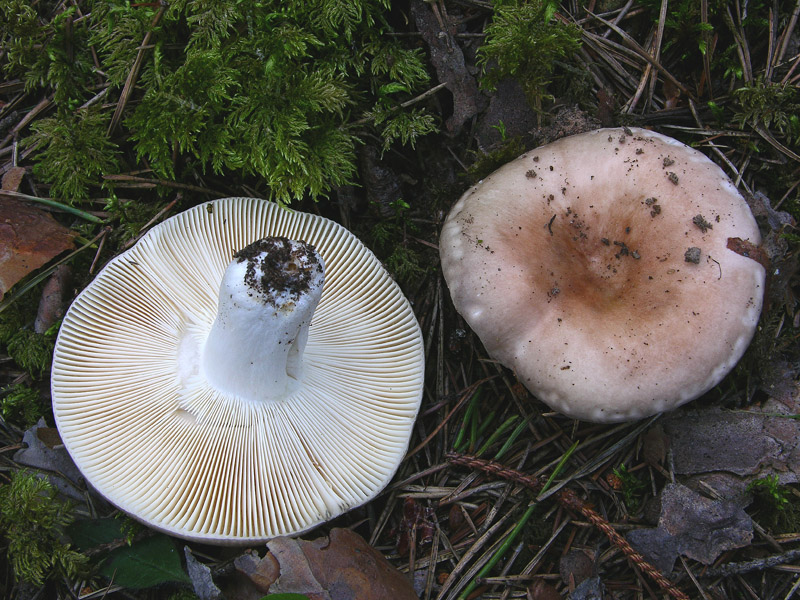 Russula da determinare.